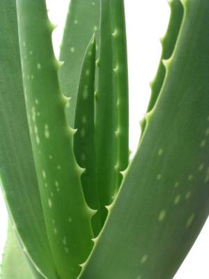 agave-plant