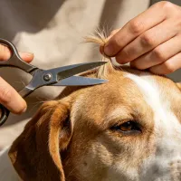 Mineral & Heavy Toxic Metal Hair Testing — Animals