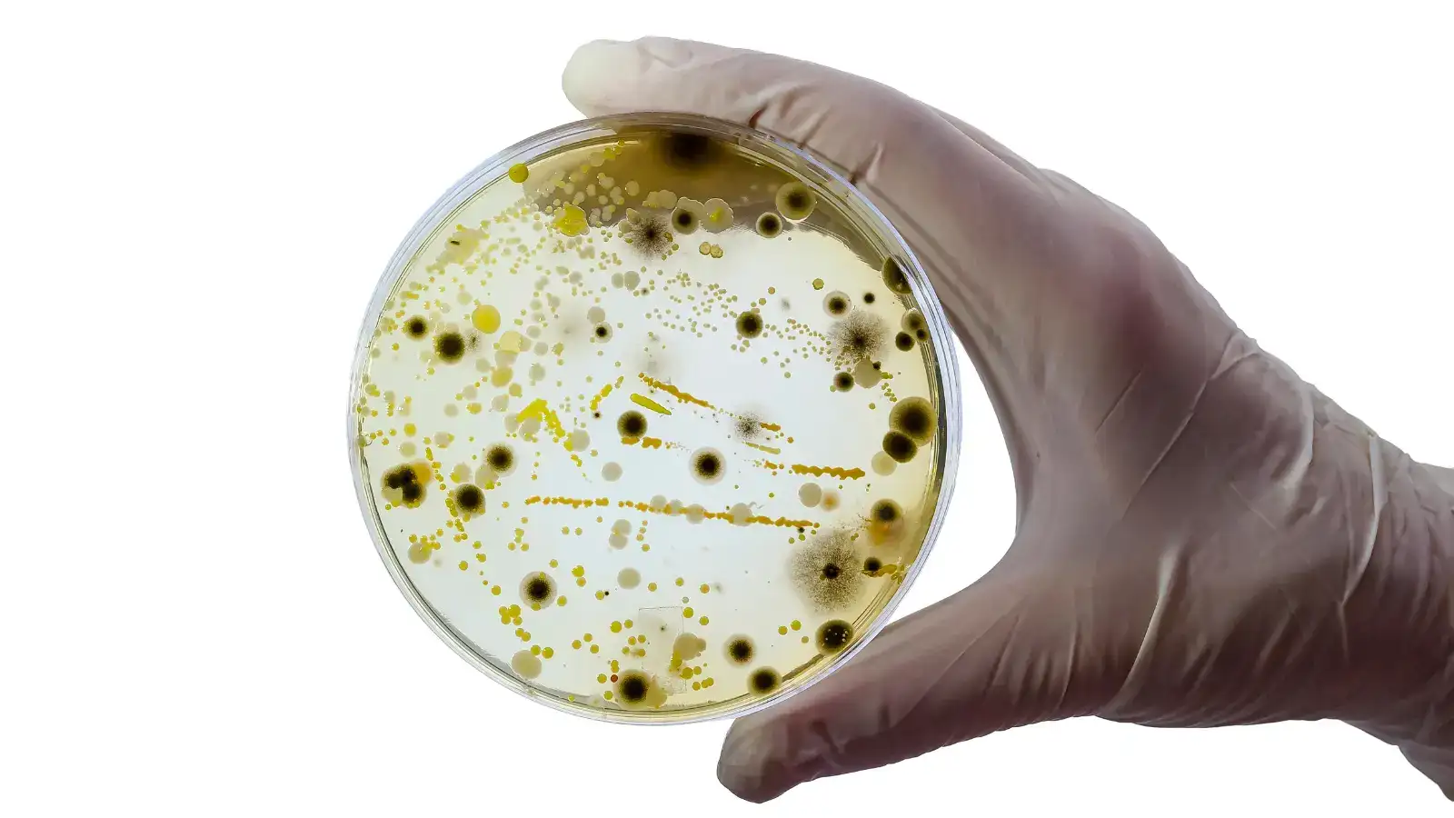 A gloved hand holding a petri dish with bacterial colonies growing across it